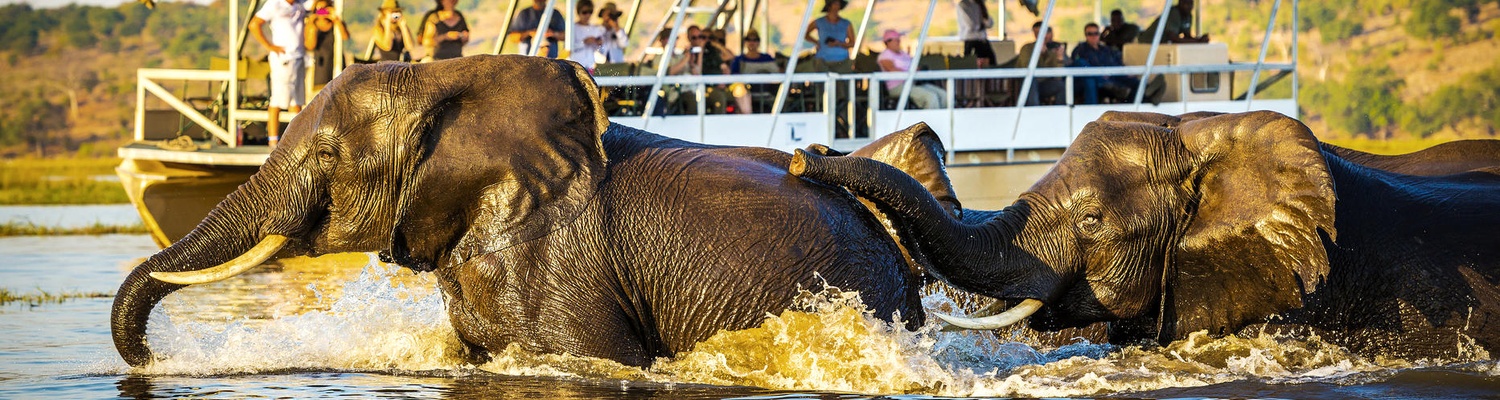 Chobe boat cruise safari
