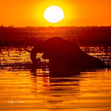 Chobe Sunset Elephant