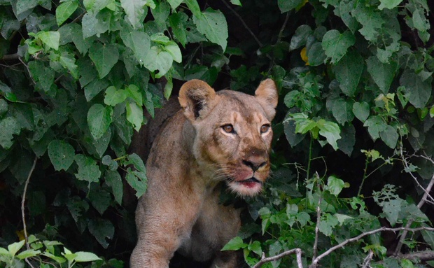 Chobe Lion Safari