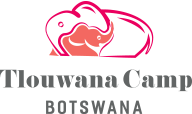 Tlouwana Camp | Chobe Safari experiance | Chobe Safari Camp 